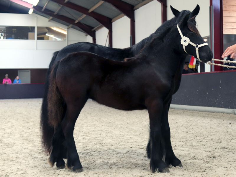 borstel is meer dan efficiënt Merrie- en veulenkeuring 2017 - Nederlands Fell Pony Stamboek
